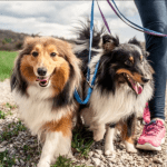 Pennsylvania Beef Sticks with Fish Hooks Found in Easton Raise Serious Warning for Dog Owners