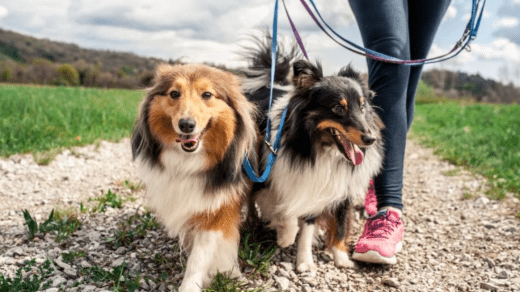 Pennsylvania Beef Sticks with Fish Hooks Found in Easton Raise Serious Warning for Dog Owners